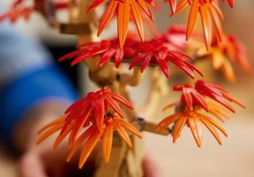 Набор LEGO Japanese Red Maple Bonsai Tree