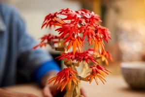 Набор LEGO Japanese Red Maple Bonsai Tree