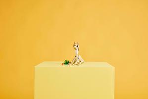 Набор LEGO Cute Bunny