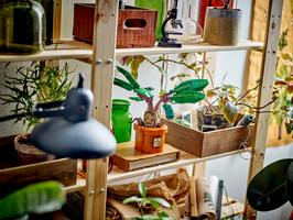 Набор LEGO Mandrake