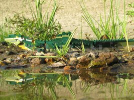 Набор LEGO 31121 Imperious River Dragon (Anguillarex macrophoneus)